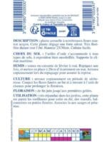 Sachet de graines d’œillet d’Inde marron