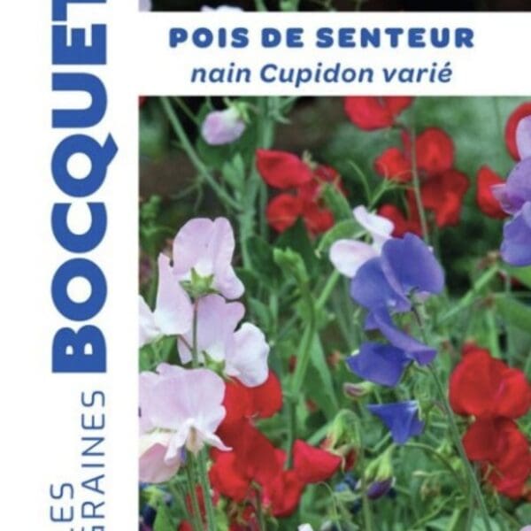 Sachet de graines de pois de senteur nain Cupidon varié