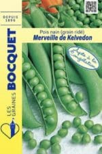 Sachet de graines de pois nain Merveille de Kelvedon
