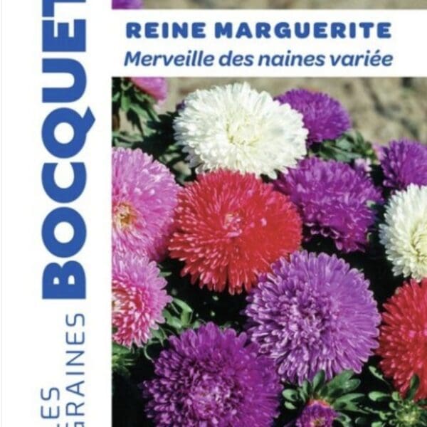 Sachet de graines de reine-marguerite Merveille des Naines variée