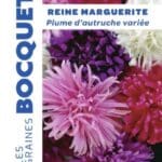 Sachet de graines de reine-marguerite Plume d’Autruche variée