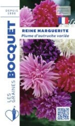 Sachet de graines de reine-marguerite Plume d’Autruche variée