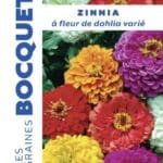 Sachet de graines de zinnia à fleurs de dahlia varié
