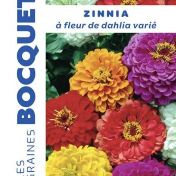 Sachet de graines de zinnia à fleurs de dahlia varié