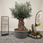 Olivier bonsaï en pot 230 L, arbre méditerranéen sculpté au feuillage gris-vert