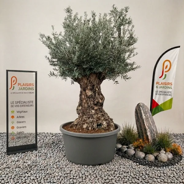 Olivier bonsaï en pot 230 L, arbre méditerranéen sculpté au feuillage gris-vert