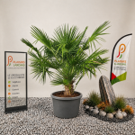 Chamaerops humilis en pot de 35 litres, palmier méditerranéen rustique au feuillage vert en éventail.