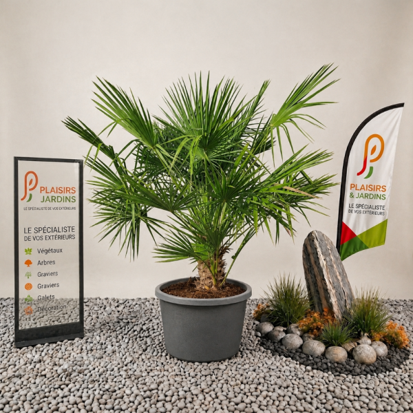 Chamaerops humilis en pot de 35 litres, palmier méditerranéen rustique au feuillage vert en éventail.