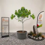 Figuier en pot 35 L avec feuillage vert lobé et tronc gris-lisse