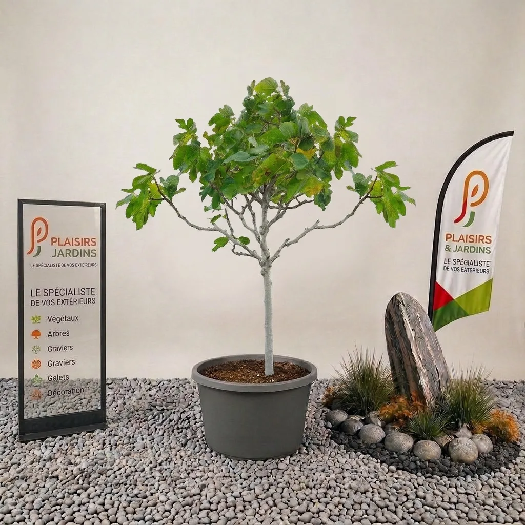 Figuier en pot 35 L – Arbre fruitier méditerranéen Figuier en pot 35 L avec feuillage vert lobé et tronc gris-lisse