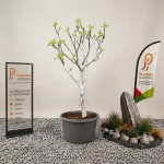 Figuier planté dans un grand pot noir de 65 litres sur un fond neutre.