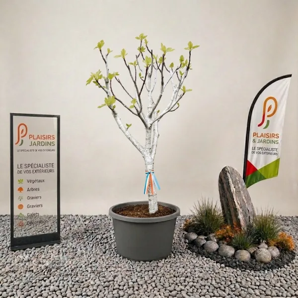 Figuier planté dans un grand pot noir de 65 litres sur un fond neutre.