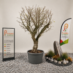 Grenadier en pot 110 L avec feuillage vert et fruits rouges