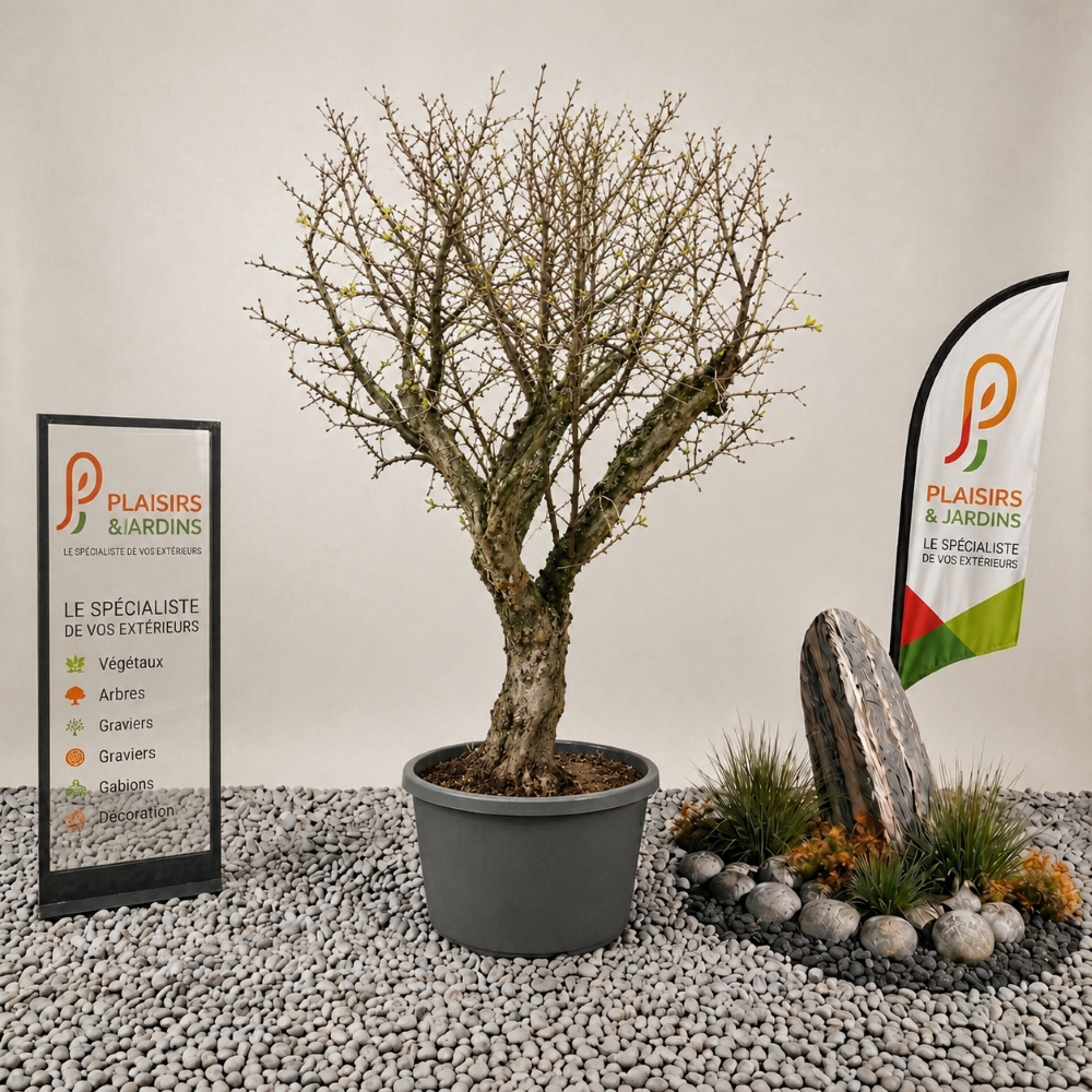 Grenadier – Arbre fruitier en pot 110 L Grenadier en pot 110 L avec feuillage vert et fruits rouges