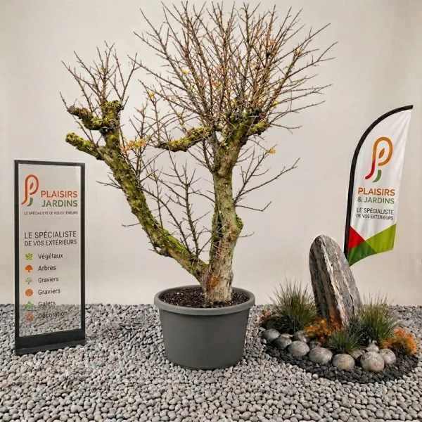 Grenadier en pot 130 L avec feuillage vert et fruits rouges