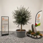 Olivier en pot 45 L avec feuillage gris-vert