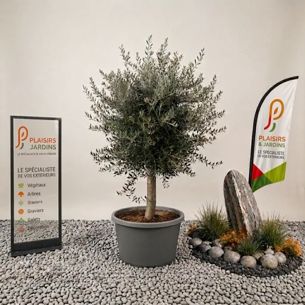 Olivier en pot 45 L avec feuillage gris-vert