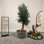 Olivier en pot 70 L avec feuillage gris-vert