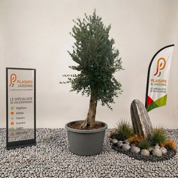 Olivier en pot 70 L avec feuillage gris-vert