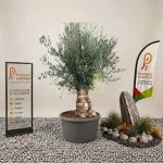 Olivier bonsaï en pot 180 L, arbre méditerranéen sculpté au feuillage gris-vert