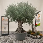 Olivier bonsaï en pot 500 L, arbre méditerranéen à tronc sculpté et feuillage gris-vert