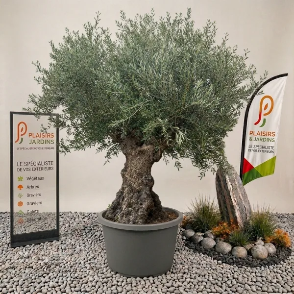 Olivier bonsaï en pot 500 L, arbre méditerranéen à tronc sculpté et feuillage gris-vert