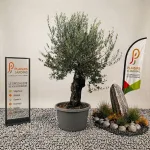 Olivier bonsaï de 70 cm en pot, arbre méditerranéen sculpté au feuillage gris-vert