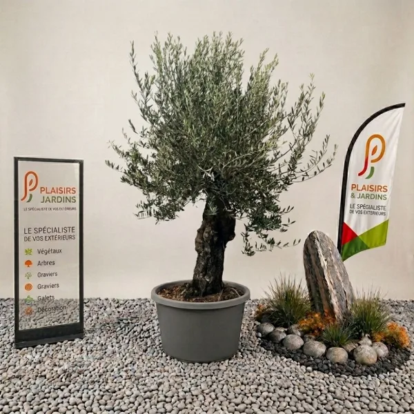 Olivier bonsaï de 70 cm en pot, arbre méditerranéen sculpté au feuillage gris-vert