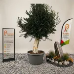 Olivier Piel Joven en pot 100 L, arbre méditerranéen au feuillage gris-vert