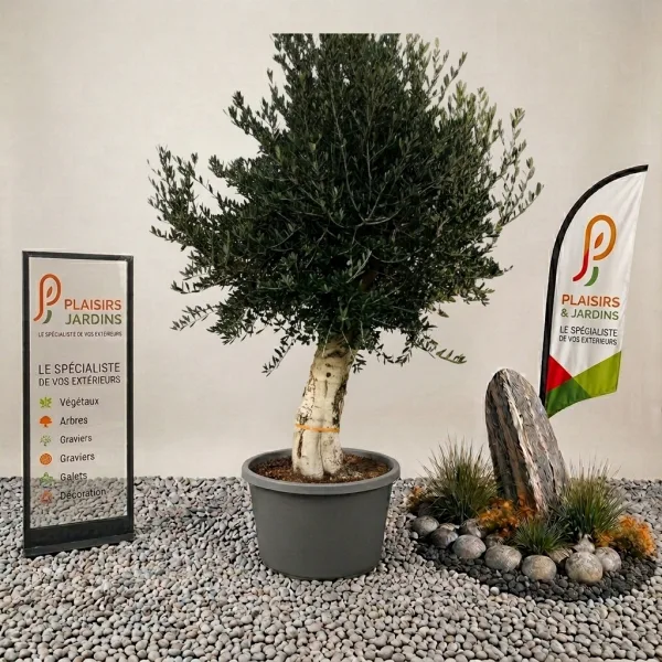 Olivier Piel Joven en pot 100 L, arbre méditerranéen au feuillage gris-vert