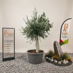 Olivier Piel Joven en pot 50 cm, jeune arbre méditerranéen à feuillage gris-vert