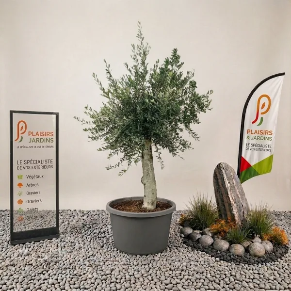 Olivier Piel Joven en pot 50 cm, jeune arbre méditerranéen à feuillage gris-vert