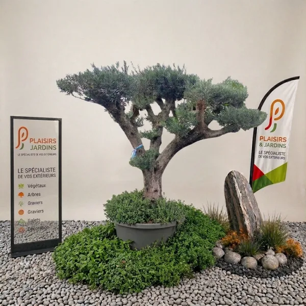 Olivier du Portugal présenté en plateau Malla, arbre méditerranéen au tronc naturel et au feuillage vert argenté.
