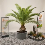 Phoenix canariensis en pot 55 L, palmier des Canaries au feuillage penné vert foncé