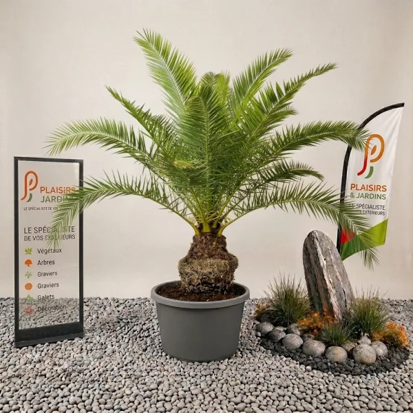 Phoenix canariensis en pot 55 L, palmier des Canaries au feuillage penné vert foncé