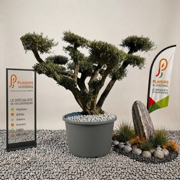 Olivier pompon de Tarragona 285 litres