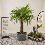 Trachycarpus fortunei en pot, palmier chanvre de 100-120 cm avec feuilles palmées vert foncé