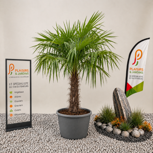 Trachycarpus fortunei en pot, palmier chanvre de 100-120 cm avec feuilles palmées vert foncé