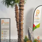 Palmier Trachycarpus fortunei avec feuillage en éventail et tronc fibreux