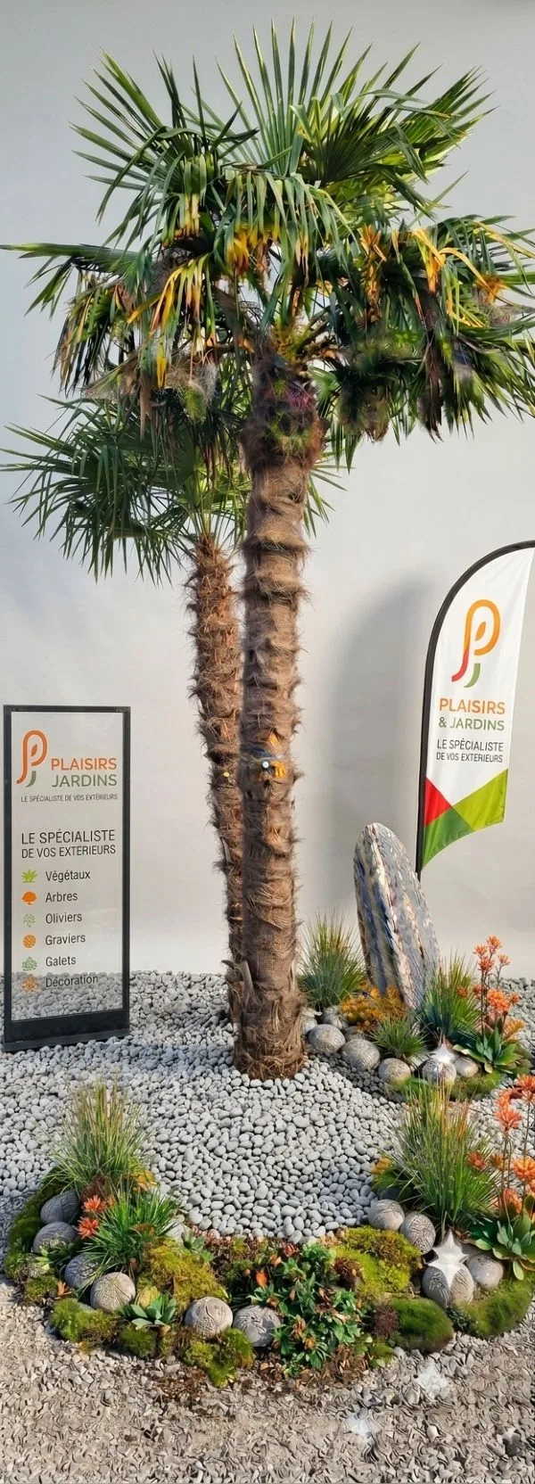 Trachycarpus fortunei – 2 Troncs Palmier Trachycarpus fortunei avec feuillage en éventail et tronc fibreux