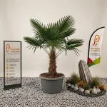 Trachycarpus fortunei en pot 25 L, jeune palmier chanvre au feuillage vert