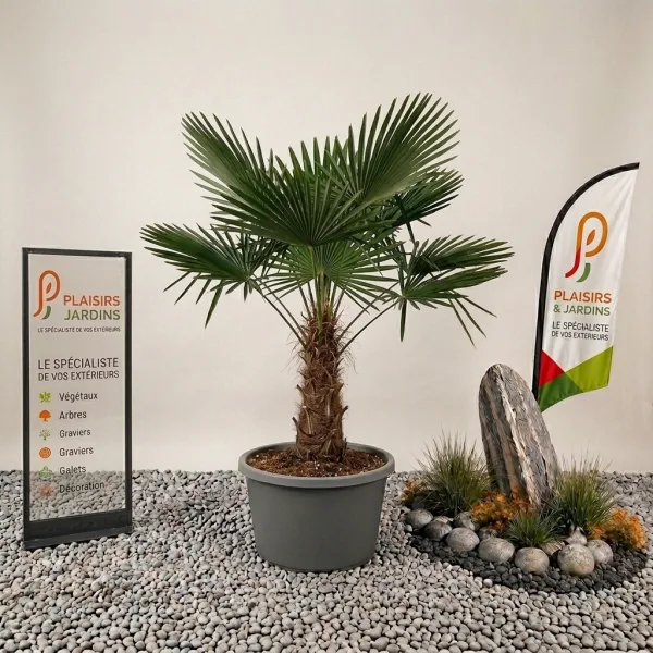 Trachycarpus fortunei en pot 25 L, jeune palmier chanvre au feuillage vert
