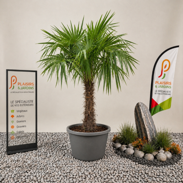 Trachycarpus fortunei en pot 80–100 cm, palmier chanvre au feuillage vert