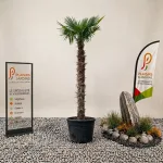 Palmier Trachycarpus fortunei avec un tronc de 2,50 m