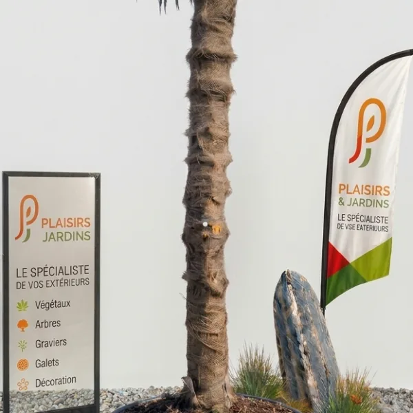 Palmier Trachycarpus fortunei avec un tronc élancé