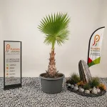Washingtonia robusta en pot de 70 L, palmier mexicain à feuilles palmées