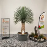 Yucca de 50 cm en pot avec feuilles longues et pointues