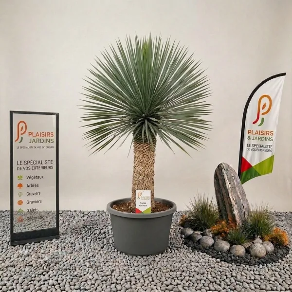 Yucca de 50 cm en pot avec feuilles longues et pointues